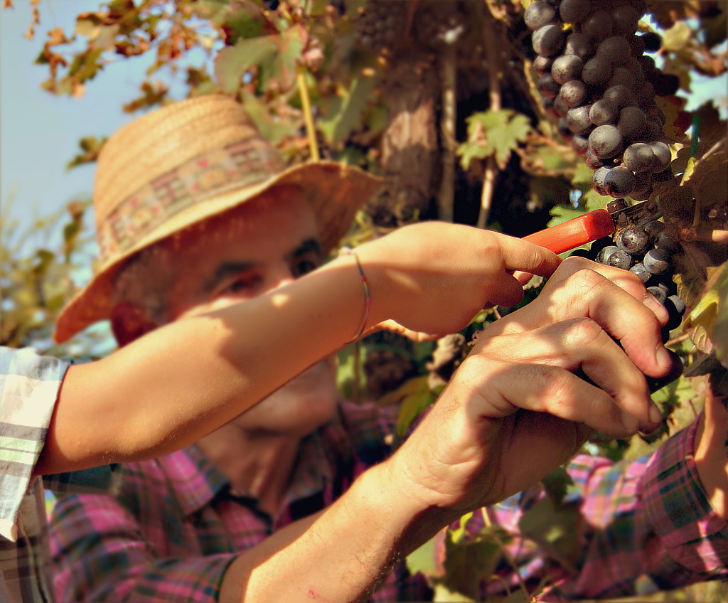 vendemmia