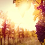 Acetaia_Grappolo_WEB